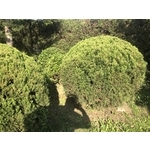 景觀樹木,庭園造景樹木 , 和平園藝有限公司