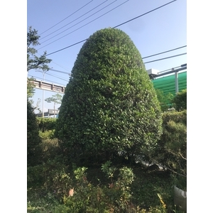 景觀樹木,庭園造景樹木,和平園藝有限公司