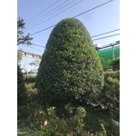 景觀樹木,庭園造景樹木 , 和平園藝有限公司