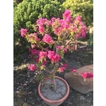 景觀樹木,庭園造景樹木 , 和平園藝有限公司