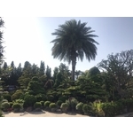 景觀樹木,庭園造景樹木 , 和平園藝有限公司