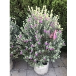 景觀樹木,庭園造景樹木 , 和平園藝有限公司