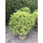 景觀樹木,庭園造景樹木 , 和平園藝有限公司