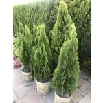 景觀樹木,庭園造景樹木 , 和平園藝有限公司