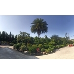 景觀樹木,庭園造景樹木 , 和平園藝有限公司