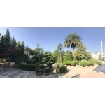 景觀樹木,庭園造景樹木 , 和平園藝有限公司