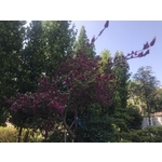 景觀樹木,庭園造景樹木 , 和平園藝有限公司