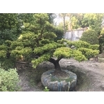 景觀樹木,庭園造景樹木 , 和平園藝有限公司