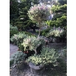 景觀樹木,庭園造景樹木 , 和平園藝有限公司