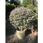 景觀樹木,庭園造景樹木 , 和平園藝有限公司