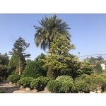 景觀樹木,庭園造景樹木 , 和平園藝有限公司