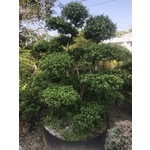 景觀樹木,庭園造景樹木 , 和平園藝有限公司