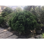 景觀樹木,庭園造景樹木 , 和平園藝有限公司