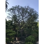 景觀樹木,庭園造景樹木 , 和平園藝有限公司