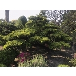 景觀樹木,庭園造景樹木 , 和平園藝有限公司