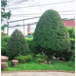 景觀樹木,庭園造景樹木