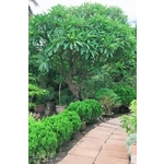 景觀樹木,庭園造景樹木