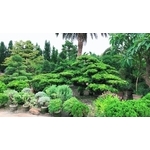 景觀樹木,庭園造景樹木