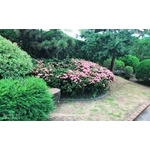 景觀樹木,庭園造景樹木