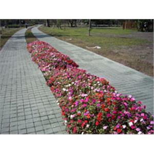 結構性導水舖面(10x10方塊磚+菁苔色)