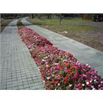 結構性導水舖面(10x10方塊磚+菁苔色) - 齊祥工程股份有限公司