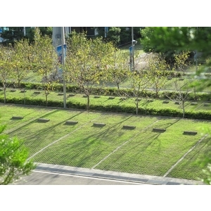 場鑄植草地坪施工