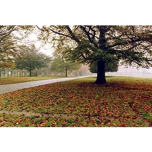 場鑄植草地坪施工