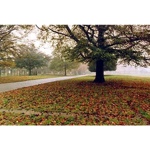 場鑄植草地坪施工,中華昇揚有限公司