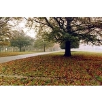 場鑄植草地坪施工 - 中華昇揚有限公司