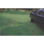 場鑄植草地坪施工 - 中華昇揚有限公司