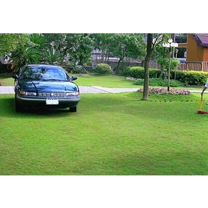 場鑄植草地坪施工