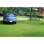 場鑄植草地坪施工 - 中華昇揚有限公司