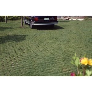 場鑄植草地坪施工