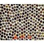 扁珠 , 上豪石材加工廠