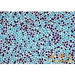 琉璃網才 , 上豪石材加工廠