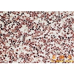 琉璃網才 , 上豪石材加工廠