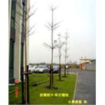 庭園樹木草皮種植-永興園藝有限公司