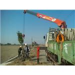 道路用樹種植 - 永興園藝有限公司