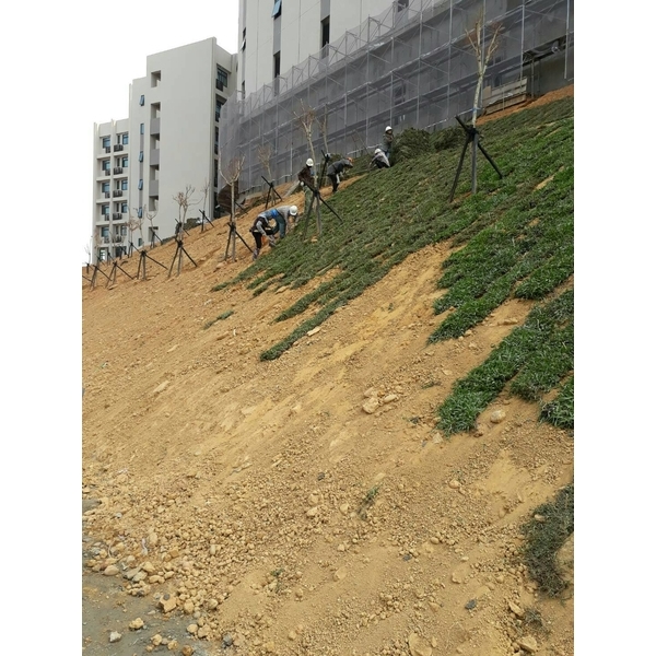 邊坡草皮綠化工程