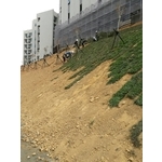 邊坡草皮綠化工程-永興園藝有限公司