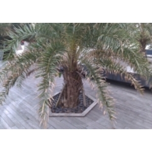 六角形樹穴蓋板,羿源工業有限公司