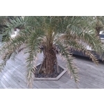 六角形樹穴蓋板-羿源工業有限公司