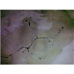 Epoxy-修繕 , 旭日工程有限公司