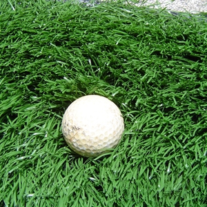 景觀草 , 同育展業有限公司