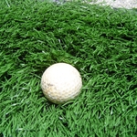 景觀草 , 同育展業有限公司