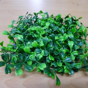 景觀草 , 同育展業有限公司