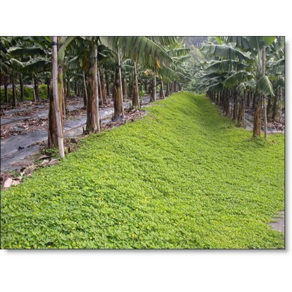 蔓花生 地披植物產品說明 永旺草皮農場
