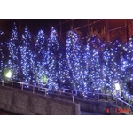 節日慶典 - 鑫鑫工程有限公司