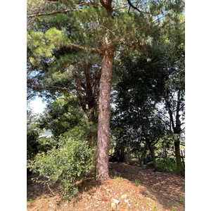 植栽古樹批售 , 兆美還淨工程有限公司