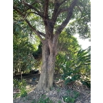 植栽古樹批售